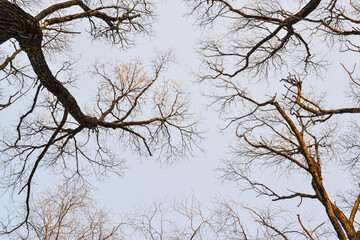The tops of the trees in the autumn forest when the leaves are already fallen.