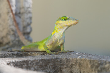A lizard in the wild