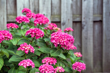 Hydrangeas bushes in full bloom in the garden. Pink, lilac, purple bushes blooming in city park in summer.