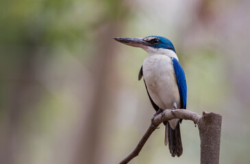 Collared kingfisher on branch tree in forest