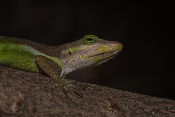 A lizard in the wild