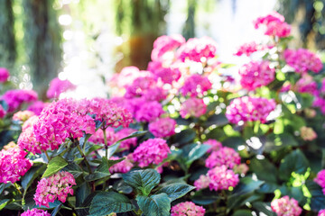 Obraz premium Hydrangeas bushes in full bloom in city park. Pink, lilac, purple bushes blooming in city park in summer.