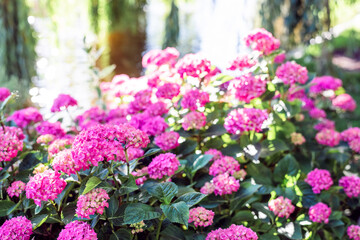 Hydrangeas bushes in full bloom in city park. Pink, lilac, purple bushes blooming in city park in summer.	

