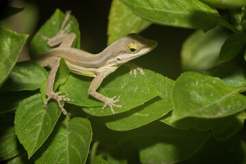 A lizard in the wild