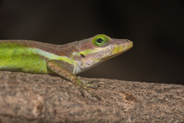 A lizard in the wild