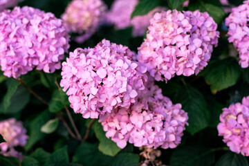 Hydrangeas bushes in full bloom in city park. Pink, lilac, purple bushes blooming in city park in summer.
