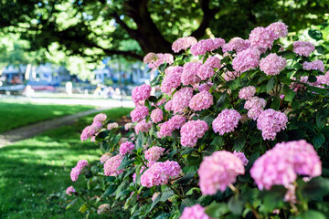 Obraz premium Hydrangeas bushes in full bloom in city park. Pink, lilac, purple bushes blooming in city park in summer.