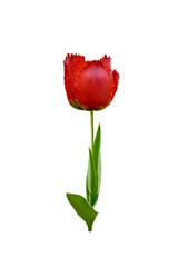 red tulip flower isolated on white
