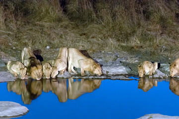Pride of lions drinking water at an artificially lit waterhole