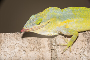 A lizard in the wild