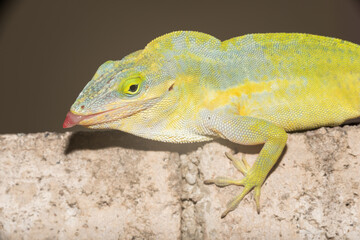 A lizard in the wild