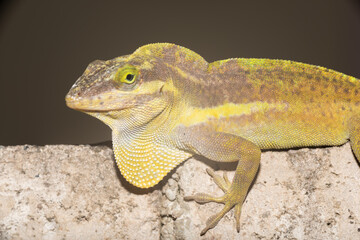 A lizard in the wild