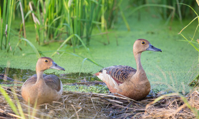 Lesser Whistling Ducks (Dendrocygna javanica) resting on dry grass by a pond.