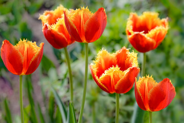 Red and yellow tulip flowers in garden