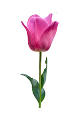 pink tulip flower isolated on white