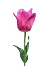 Obraz premium pink tulip flower isolated on white