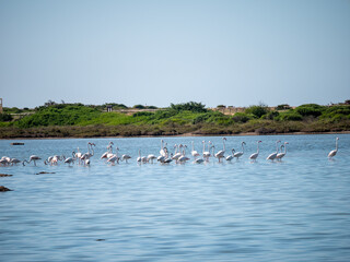 flamingos in the Salina dei Monaci Nature Reserve, an old salt pan at Torre Colimena, Taranto, Apulia, Italy