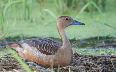 Lesser Whistling Duck (Dendrocygna javanica) .are incubating the eggs in the nest made from dry grass.