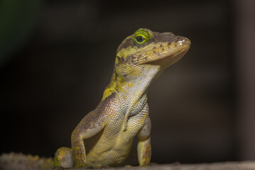 A lizard in the wild