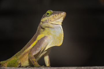 A lizard in the wild