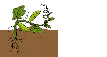 growing and ripening cucumber on a bed illustration isolated on a white background