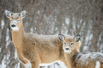 Winter Deer 