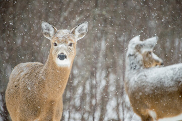 Winter Deer 