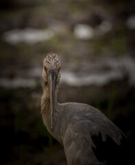 Openbill head shot artistic image adjustment.