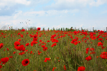 Beautiful red poppy flowers growing in field