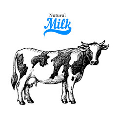 Hand drawn sketch milk products background. Vector black and white vintage illustration of cow