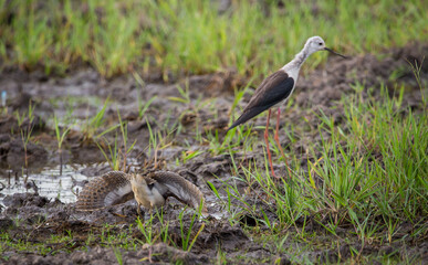 Greater Painted-snipe spread his wings as a defense in times of threat.