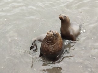 sea lion on the beach