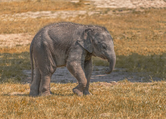 View of a young Asian elephant. (Elephas maximus)  South Asian and Southeast Asian elephants reaching a normal height of 2-3 meters at the withers and weighing 2-6 tonnes