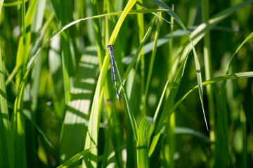 dragonfly sits on a twig of grass