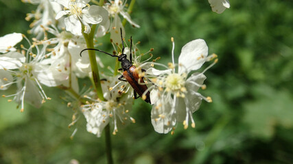 Macro detail close up image of soldier beetle Cantharidae on yellow flowers in a german garden in Summer