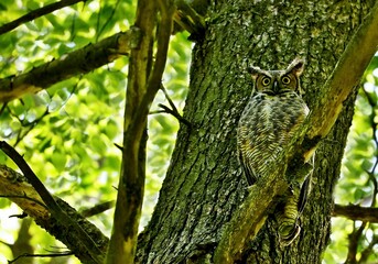 The great horned owl is a large owl native to the Americas. It is an extremely adaptable bird with a vast range and is the most widely distributed true owl in the Americas.