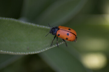 Mariquita  en una hoja de una planta salvia 