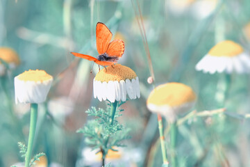 Closeup beautiful butterfly sitting on the flower in a summer garden
