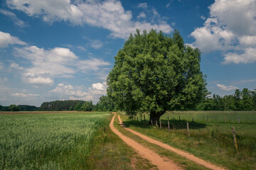 Fototapeta na wymiar Dirt road and tree in the Liwiec river valley near Korytnica, Masovia, Poland