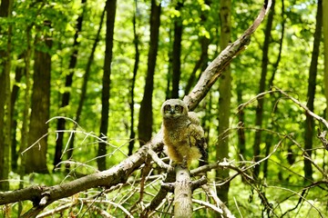 The great horned owl is a large owl native to the Americas. It is an extremely adaptable bird with...