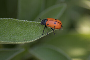 Naklejka premium Mariquita en una hoja de una planta salvia 
