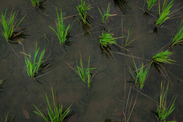 rice paddy field and farming