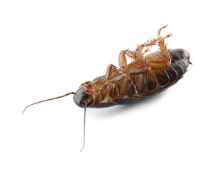 Dead brown cockroach isolated on white, closeup. Pest control
