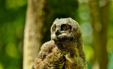 The great horned owl is a large owl native to the Americas. It is an extremely adaptable bird with a vast range and is the most widely distributed true owl in the Americas.