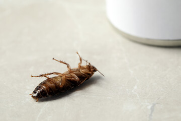 Dead brown cockroach on light grey marble background, closeup. Pest control