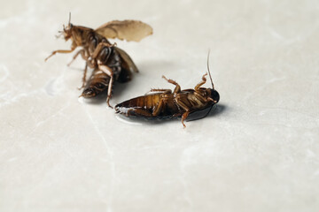Dead brown cockroaches in liquid pesticide on light grey marble background. Pest control