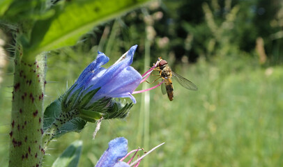 Fly insect like bee sucking nectar from a flower in the garden