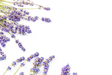 Lavender flowers isolated on white background. Close up. Space for text