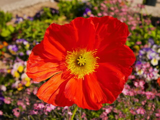 Fototapete bei efototapeten.de bestellen   