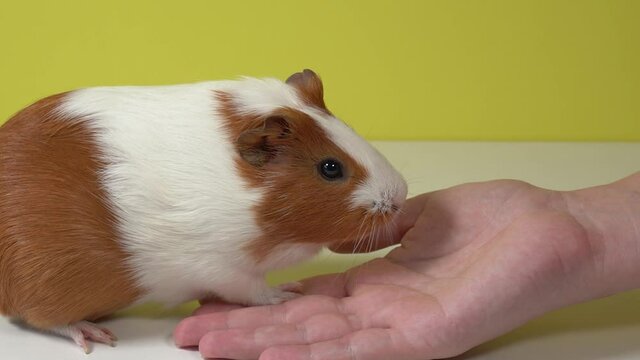 Closeup view video portrait of cute small brown and white home guinea pig pet. Owner woman proposes to home pet her empty hand to sit on palm, but animal just licking female fingers.